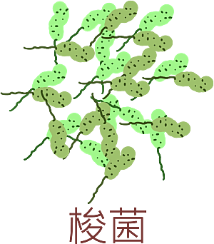 生物病毒微生物细菌病菌流感杆菌细泡组织