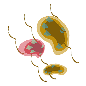 生物病毒微生物细菌病菌流感杆菌细泡