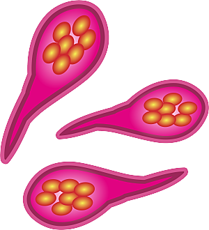 生物病毒微生物细菌病菌流感杆菌细泡组织