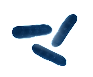 生物病毒微生物细菌病菌流感杆菌细泡组织