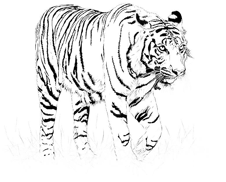卡通水墨工笔画白描虎头老虎猛虎动物PNG