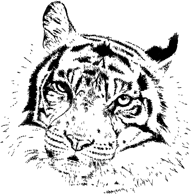 卡通水墨工笔画白描虎头老虎猛虎动物