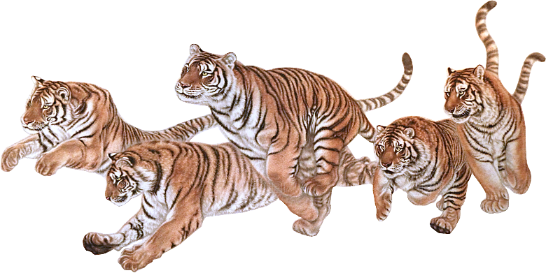 卡通水墨工笔画白描虎头老虎猛虎动物PNG