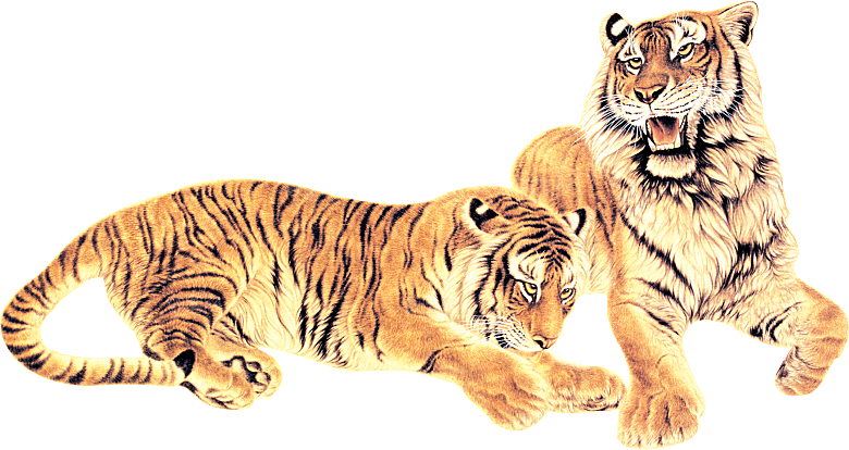 卡通水墨工笔画白描虎头老虎猛虎动物PNG