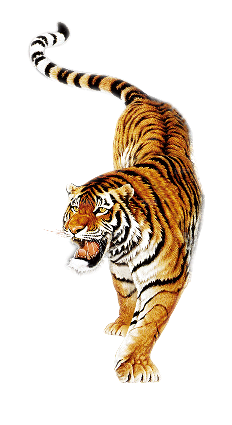 卡通水墨工笔画白描虎头老虎猛虎动物素材
