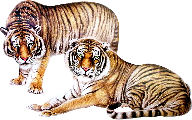 卡通水墨工笔画白描虎头老虎猛虎动物素材
