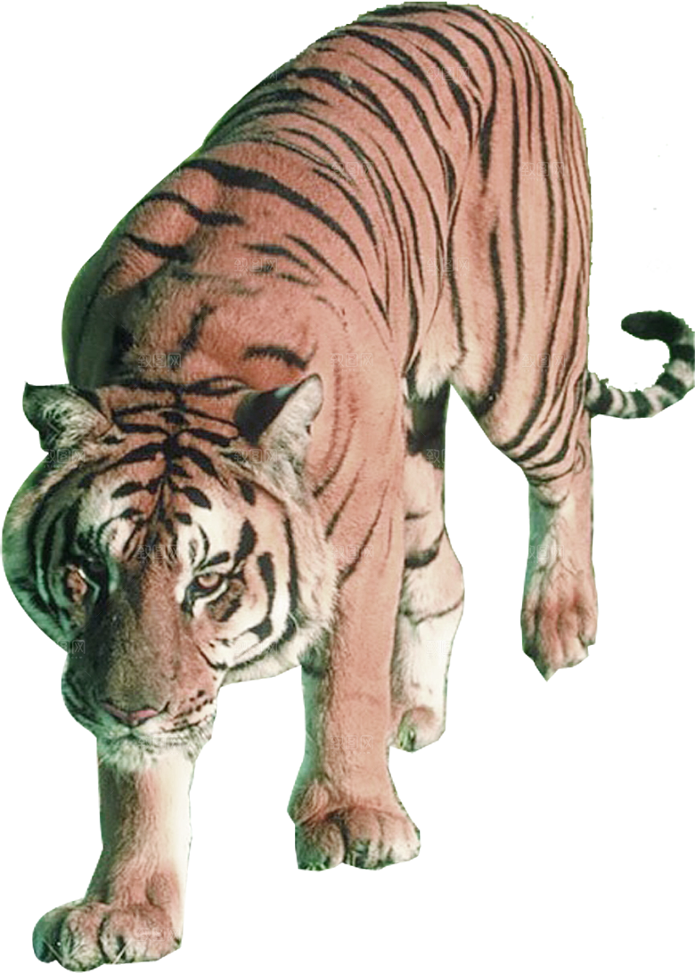 卡通水墨工笔画白描虎头老虎猛虎动物素材