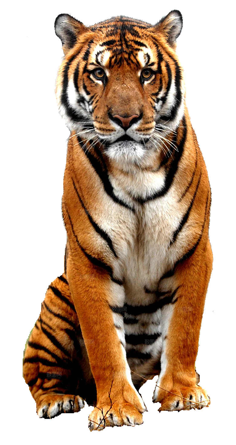 卡通水墨工笔画白描虎头老虎猛虎动物PNG