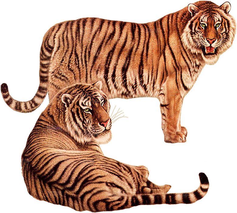 卡通水墨工笔画白描虎头老虎猛虎动物PNG