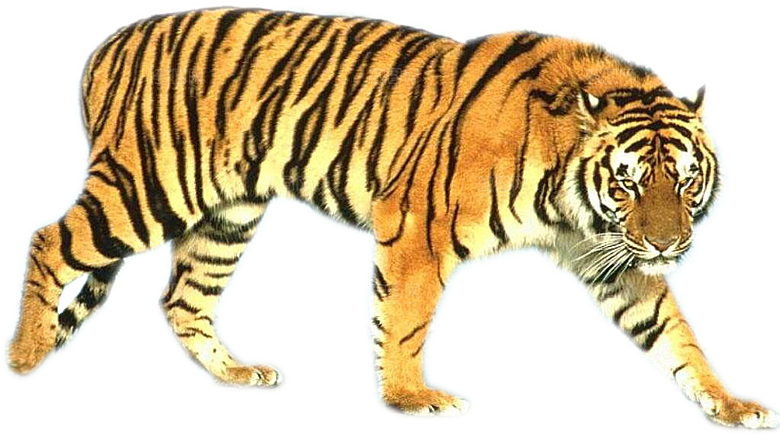 卡通水墨工笔画白描虎头老虎猛虎动物PNG