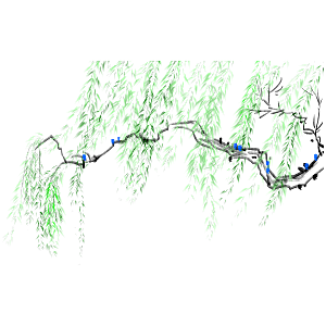 春天绿色春季水墨柳树柳枝柳条柳叶素材