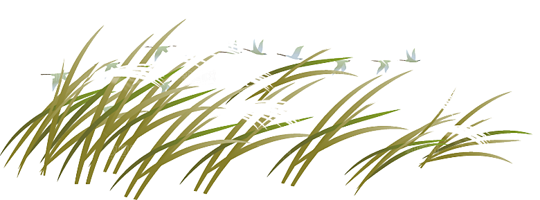 浪漫唯美手绘芦苇香蒲草丛植物PNG素材