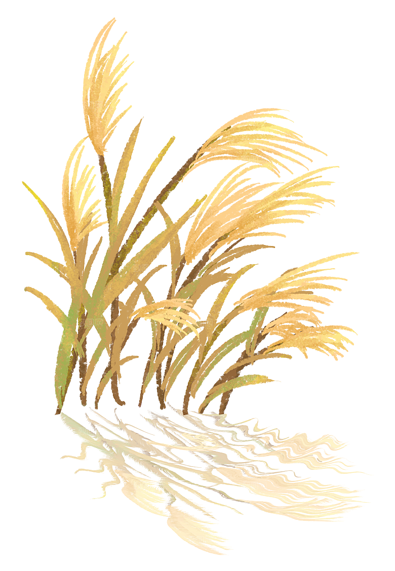 浪漫唯美手绘芦苇香蒲草丛植物PNG