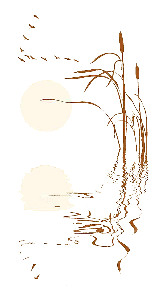 浪漫唯美手绘芦苇香蒲草丛植物PNG