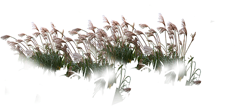 浪漫唯美手绘芦苇香蒲草丛植物PNG