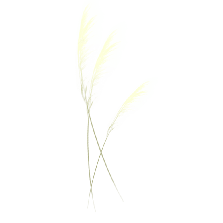浪漫唯美手绘芦苇香蒲草丛植物PNG素材
