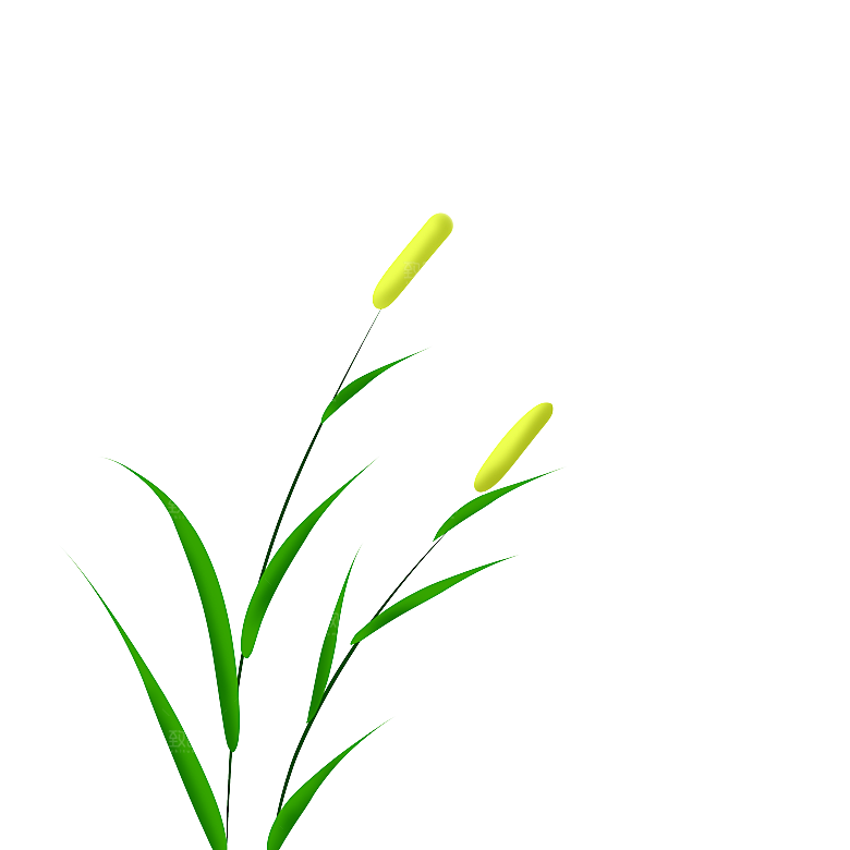 浪漫唯美手绘芦苇香蒲草丛植物PNG