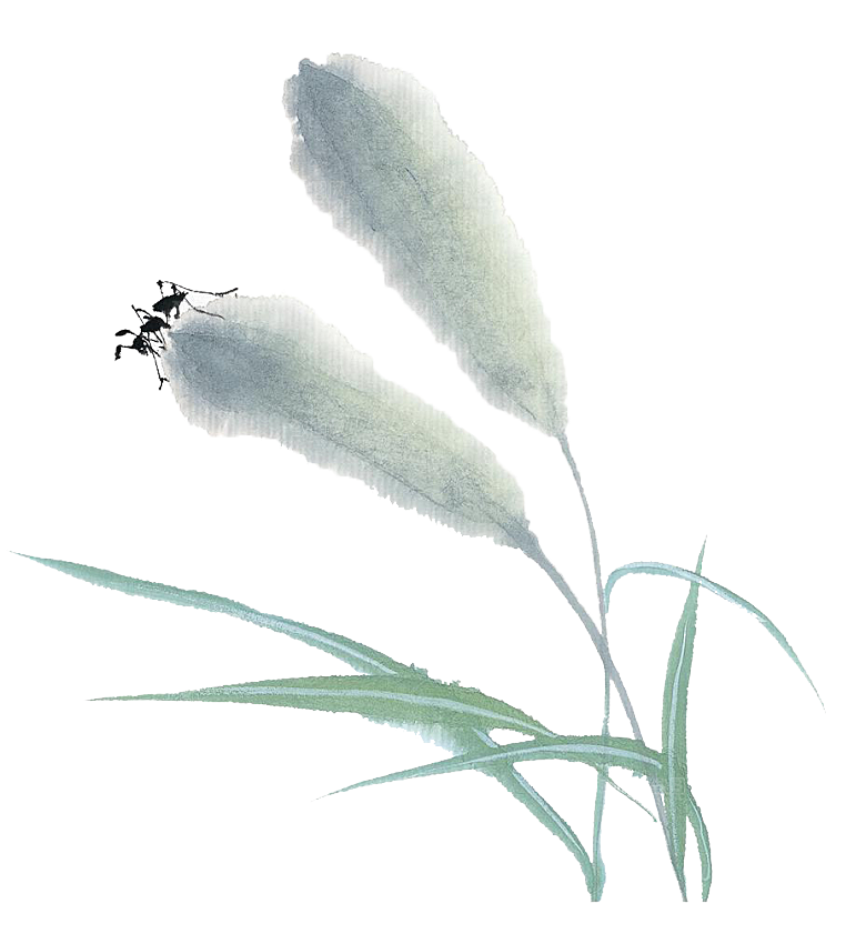 浪漫唯美手绘芦苇香蒲草丛植物PNG