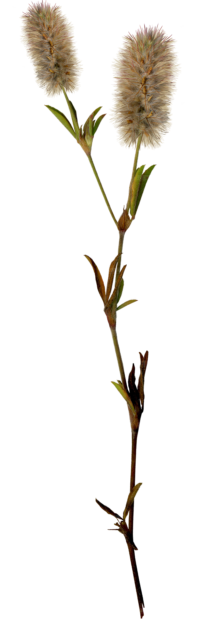 浪漫唯美手绘芦苇香蒲草丛植物PNG