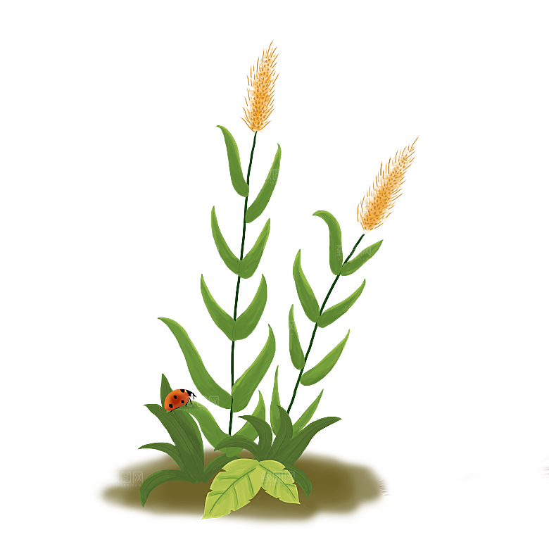 浪漫唯美手绘芦苇香蒲草丛植物PNG元素