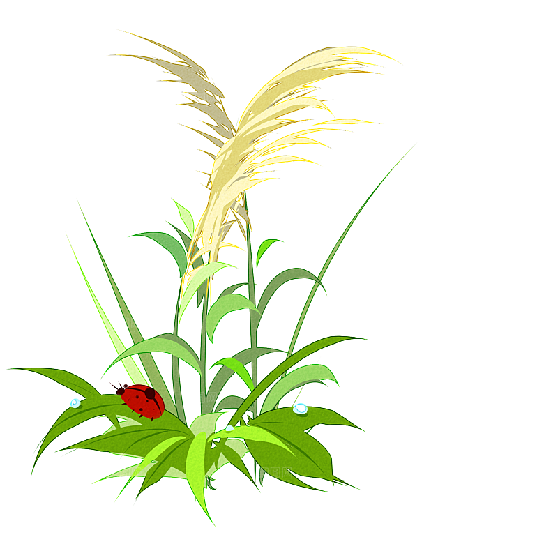 浪漫唯美手绘芦苇香蒲草丛植物PNG元素