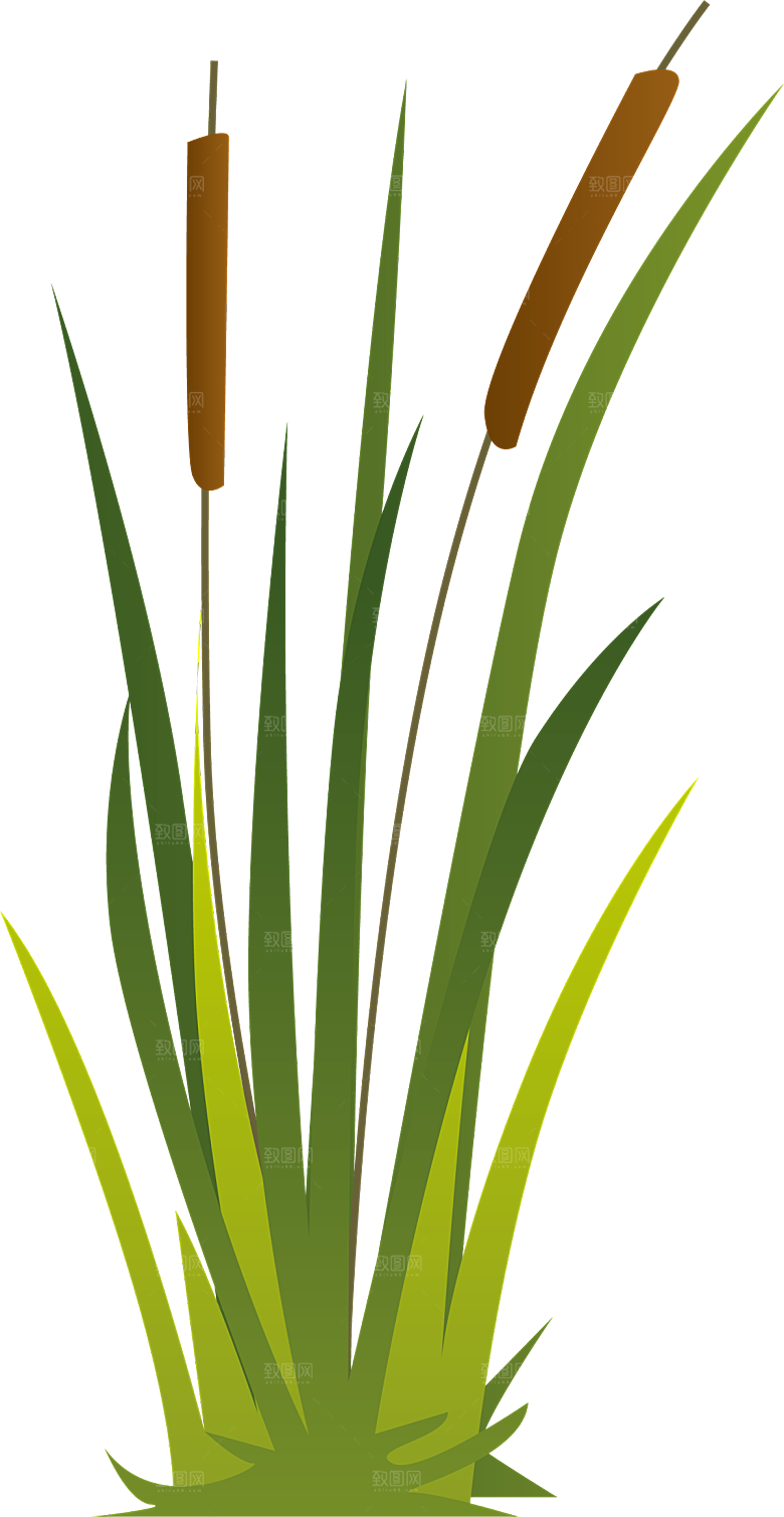 浪漫唯美手绘芦苇香蒲草丛植物PNG元素