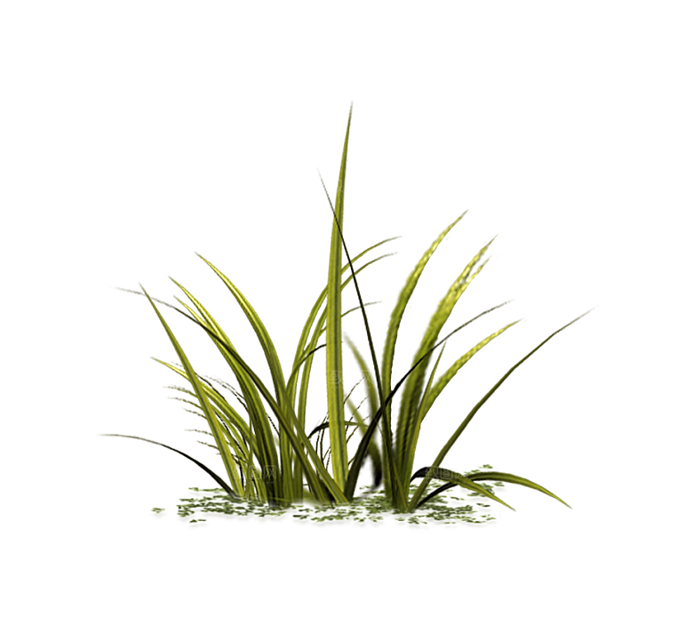 浪漫唯美手绘芦苇香蒲草丛植物PNG素材