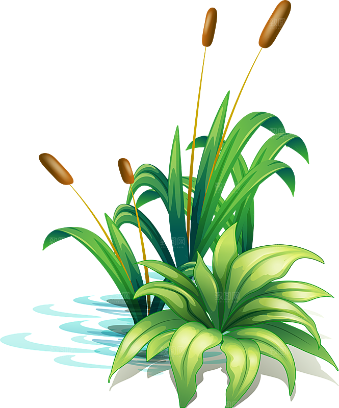 浪漫唯美手绘芦苇香蒲草丛植物PNG素材