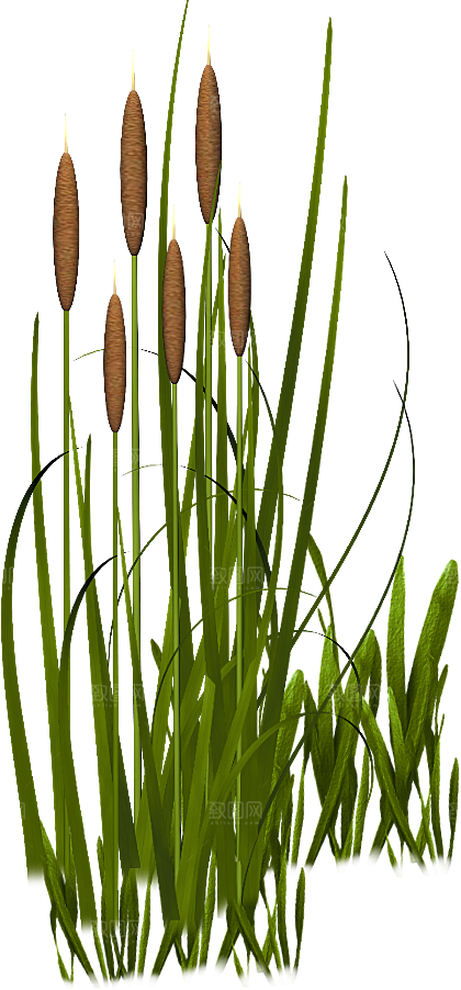 浪漫唯美手绘芦苇香蒲草丛植物PNG元素
