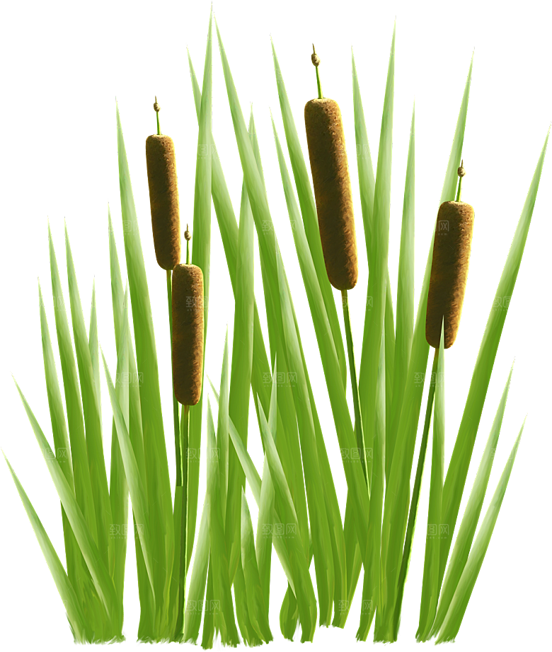 浪漫唯美手绘芦苇香蒲草丛植物PNG元素