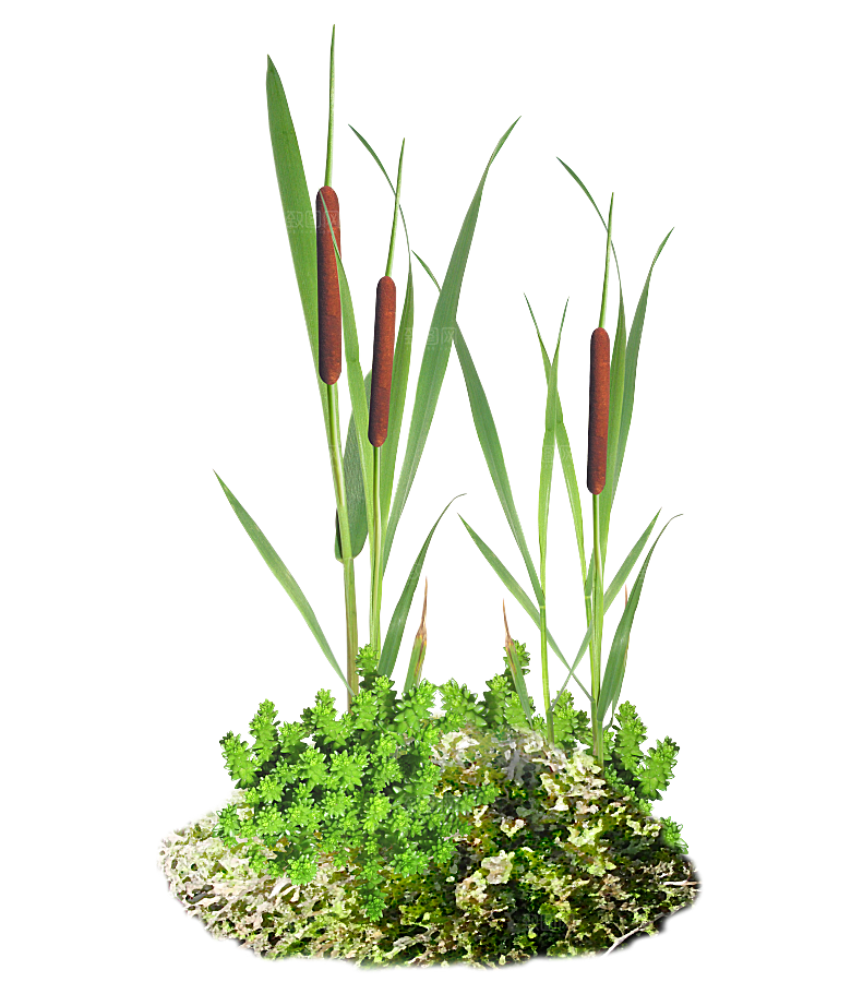 浪漫唯美手绘芦苇香蒲草丛植物PNG元素