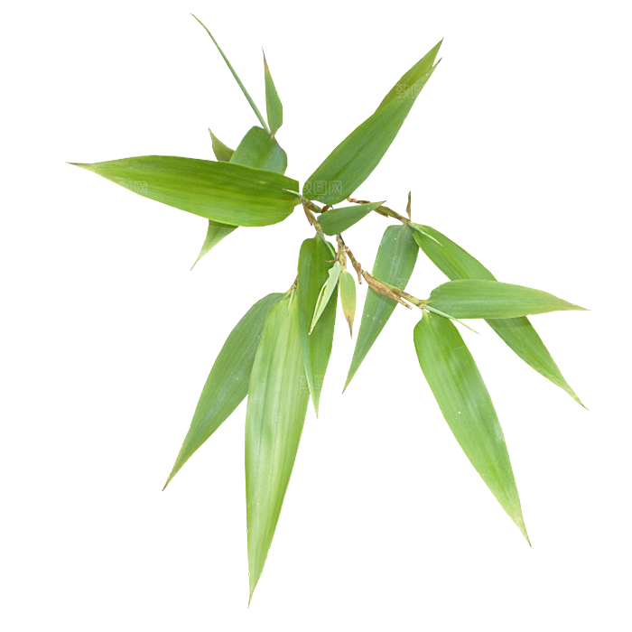 浪漫唯美手绘芦苇香蒲草丛植物PNG元素