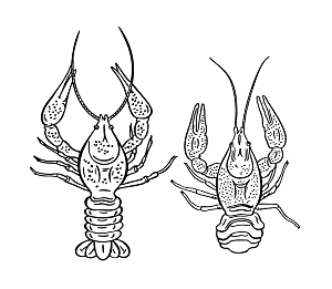 卡通手绘龙虾大虾设计