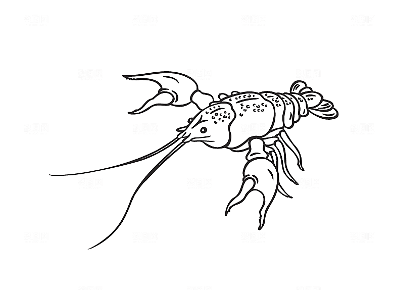 卡通手绘龙虾大虾设计