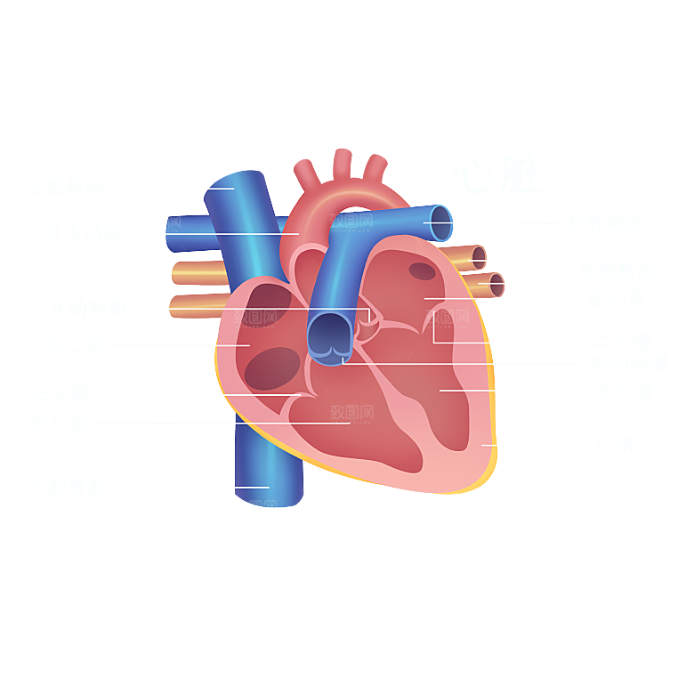 手绘医学人体器官肾脏肝脏心脏内脏素材