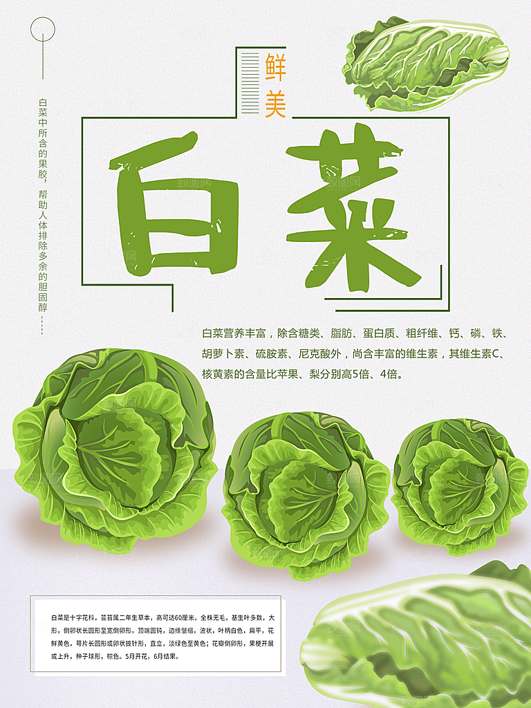 手绘新鲜蔬菜白菜