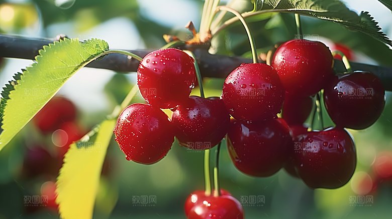 甘甜红色美味清新果肉樱桃新鲜水果车厘子