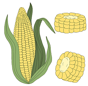 手绘玉米插画元素