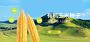 有机玉米种子宣传海报
