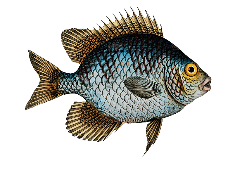 复古手绘海洋鱼类海鲜海鱼手账贴纸插图