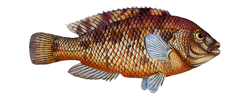 复古手绘海洋鱼类海鲜海鱼手账贴纸插图