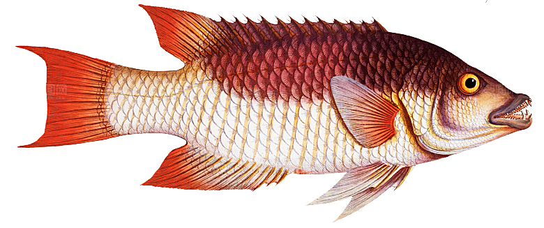 复古手绘海洋鱼类海鲜海鱼手账贴纸插图素材