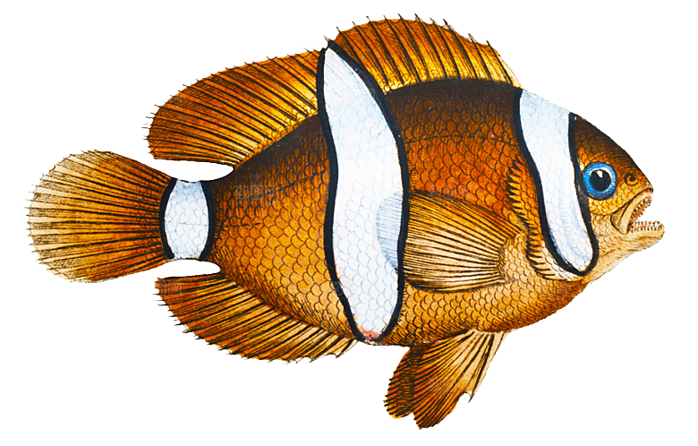 复古手绘海洋鱼类海鲜海鱼手账贴纸插图