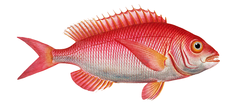 复古手绘海洋鱼类海鲜海鱼手账贴纸插图