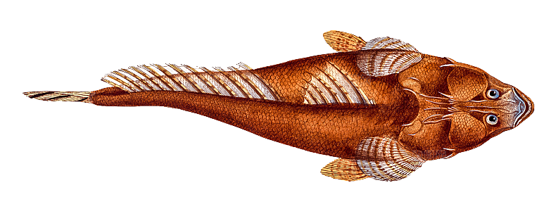 复古手绘海洋鱼类海鲜海鱼手账贴纸插图