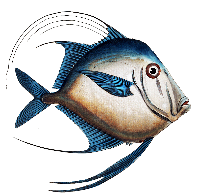 复古手绘海洋鱼类海鲜海鱼手账贴纸插图素材
