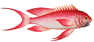 复古手绘海洋鱼类海鲜海鱼手账贴纸插图素材