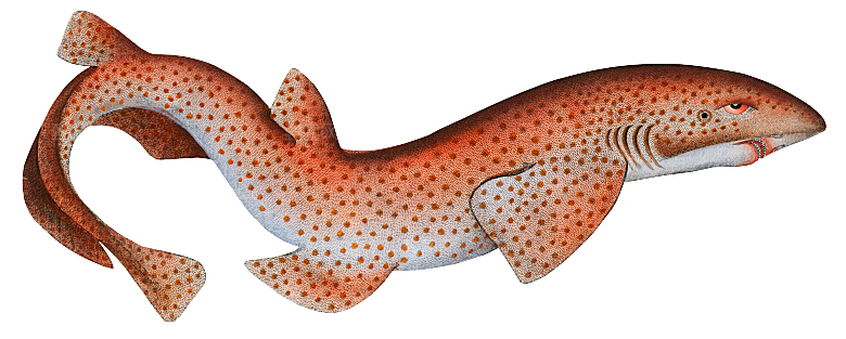 复古手绘海洋鱼类海鲜海鱼手账贴纸插图素材