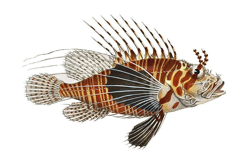 复古手绘海洋鱼类海鲜海鱼手账贴纸插图