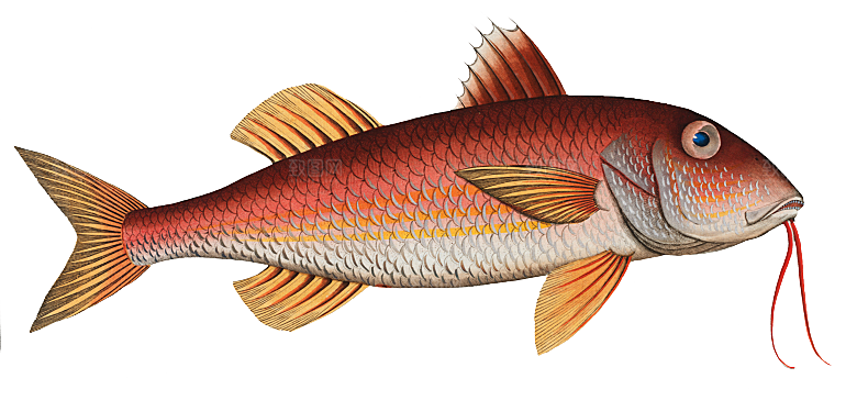 复古手绘海洋鱼类海鲜海鱼手账贴纸插图插画